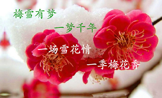 梅雪梦.jpg