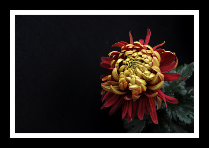 菊1.jpg 菊1.jpg