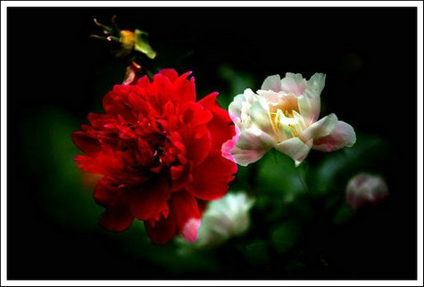 【燕归梁】咏芍药花
