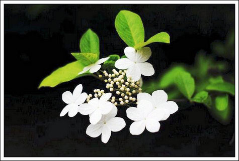 【燕归梁】琼 花
